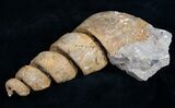 Huge Gastropod Fossil From Morocco #11048-2